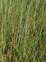 Argiope aurantia