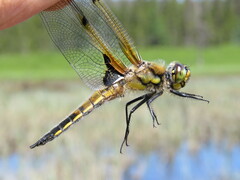 Libellula quadrimaculata