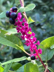 Phytolacca americana