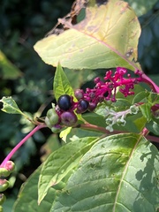 Phytolacca americana