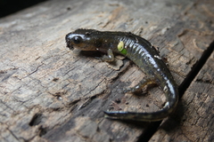 Ambystoma