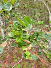 Quercus