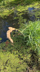 Phalaris arundinacea