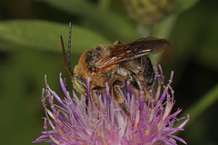 Svastra obliqua
