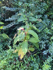 Phytolacca americana