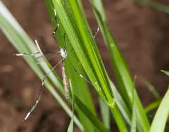 Bittacomorpha clavipes