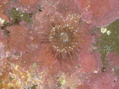 Anthopleura mariae
