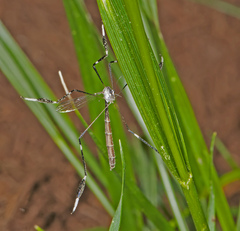 Bittacomorpha clavipes