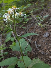 Eurybia