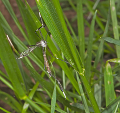 Bittacomorpha clavipes