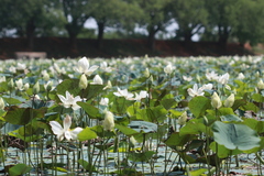 Nelumbo nucifera