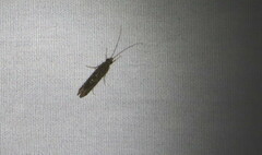 Hydropsychoidea