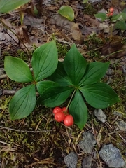 Cornus canadensis