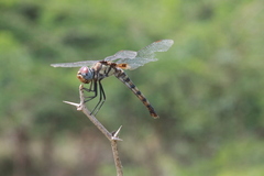 Urothemis signata