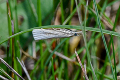 Agriphila vulgivagellus