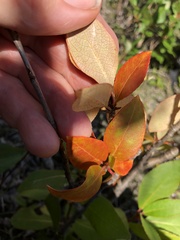Populus balsamifera