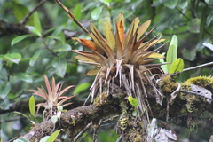 Bromeliaceae