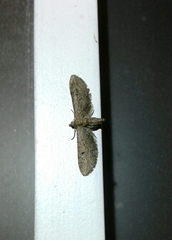 Eupithecia absinthiata