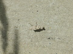 Dissosteira carolina