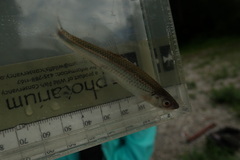 Notropis rubellus
