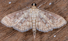 Herpetogramma pertextalis