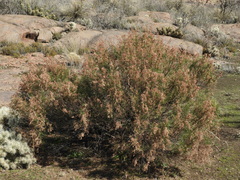 Acanthostyles buniifolius