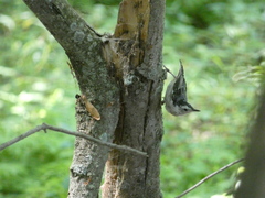 Sitta carolinensis