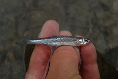 Notropis rubellus