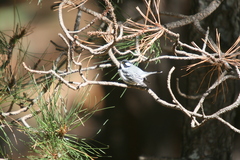 Setophaga nigrescens