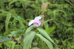 Sobralia