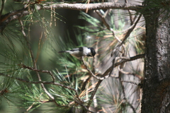 Poecile sclateri