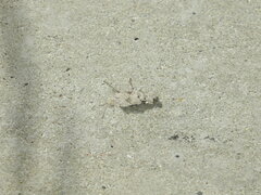 Dissosteira carolina