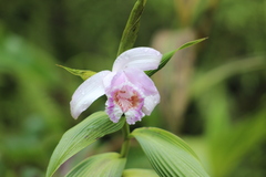 Sobralia