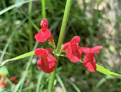 Stachys coccinea