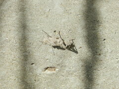 Dissosteira carolina