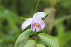Sobralia