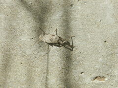 Dissosteira carolina