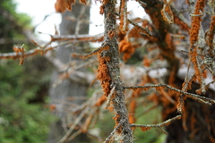 Trentepohlia