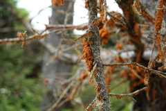 Trentepohlia