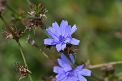 Cichorium intybus