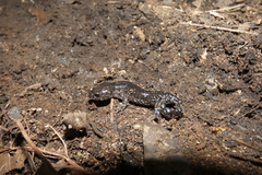 Ambystoma laterale