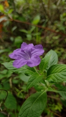 Ruellia lactea