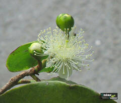 Psidium cattleyanum
