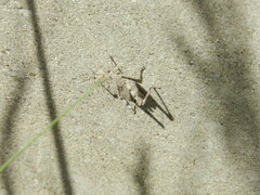 Dissosteira carolina