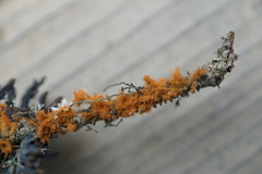 Trentepohlia