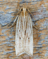 Helcystogramma hystricella