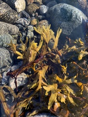 Fucus distichus