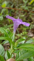 Ruellia lactea