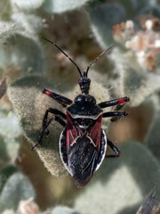 Apiomerus californicus