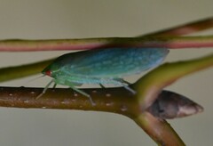 Gyponini